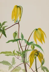Senza titolo - Studio di una pianta
