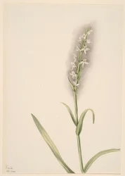 Senza titolo - Studio di una pianta