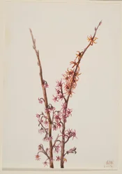Senza titolo - Studio di una pianta