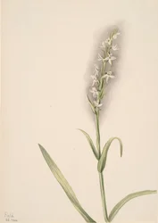 Senza Titolo - Studio di Piante, 1904