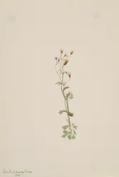Studio di piante senza titolo, 1905