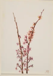 Senza titolo - Studio di piante
