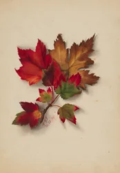 Senza titolo (Foglie d