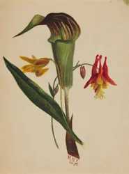 Senza titolo (Jack nel pulpito)
