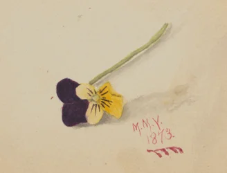 Senza titolo (Pansy)