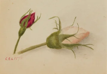Senza titolo (boccioli di rosa)