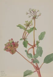 Senza titolo (Tripterocalyx pedunculatus)