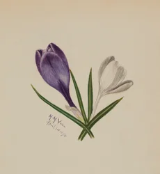 Senza titolo Crochi, 1874