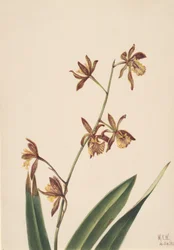 Studio di Fiori Senza Titolo, 1924