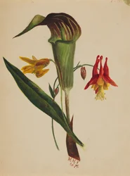 Senza titolo Jack in the Pulpit, 1876