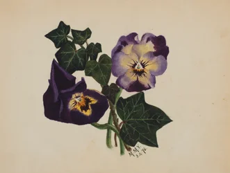 Senza titolo Viole del pensiero e edera