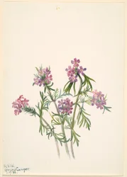 Verbena (Verbena wrightii)