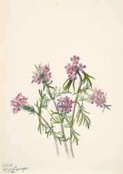 Verbena wrightii