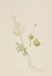 Viola palustris