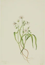 La bellezza della primavera della Virginia (Claytonia virginica)