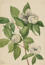 Stewartia della Virginia (Stewartia malachodendron)