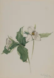 Pettirosso delle veglie (Trillium grandiflorum)