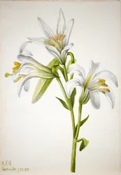 Giglio di Washington (Lilium washingtonianum)