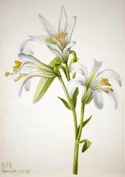 Giglio di Washington Lilium washingtonianum, 1933