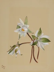 Ninfee (Castalia odorata)