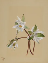 Ninfee Castalia odorata, 1879