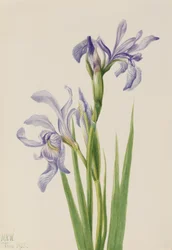 Bandiera blu occidentale Iris missouriensis, 1933