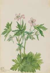 Geranio occidentale (Geranium viscosissimum)