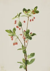 Menziesia occidentale Menziesia glabella, 1924