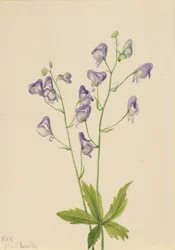 Monachella occidentale (Aconitum columbianum)