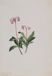 Pipsissewa occidentale (Chimaphila umbellata)
