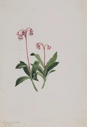 Pipsissewa occidentale Chimaphila umbellata, 1902