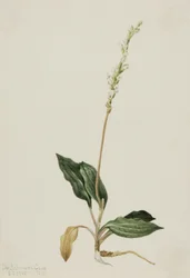 Piantaggine a sonagli occidentale (Peranium decipiens)