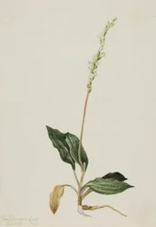 Western Rattlesnake Plantain Peranium decipiens