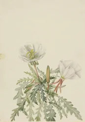 Albanella bianca (Pachyloplus marginatus)