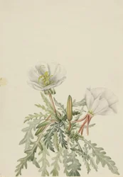 White Dawnrose Pachyloplus marginatus, n.d.