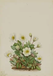 Driade bianca (Dryas octopetala)