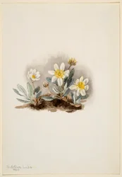Driade bianca (Dryas octopetala)