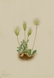 Dryade bianca Dryas octopetala, 1920