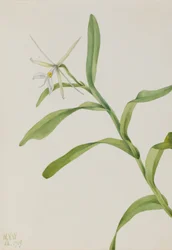 Epidendro bianco (Epidendrum nocturnum)