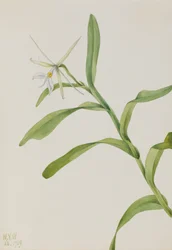 Epidendrum bianco Epidendrum nocturnum