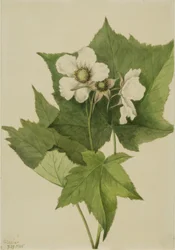 Lampone a fiore bianco Rubus parviflorus