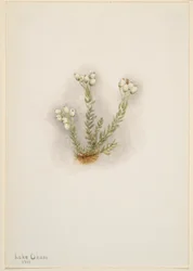 Erica bianca (Phyllodoce grandiflora)