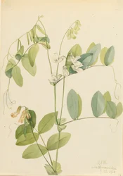 Pisello bianco Lathyrus ochroleucus