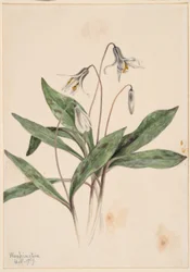Trota bianca (Erythronium albidum)
