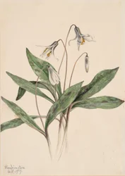 Troutlily bianco Erythronium albidum (1919)