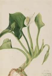 Calla selvatica (Calla palustris)