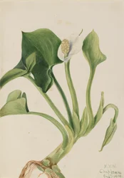 Calla selvatica Calla palustris, 1919