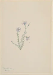 Lino selvatico (Linum lewisii)