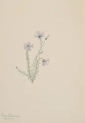 Lino selvatico Linum lewisii, 1919