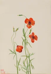 Papavero del vento Stylomecon heterophylla, 1926